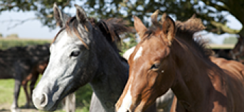 foto van twee paarden